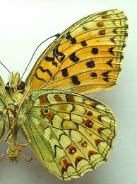 Attēlu rezultāti vaicājumam “Argynnis niobe”