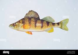 Image result for Perca flavescens