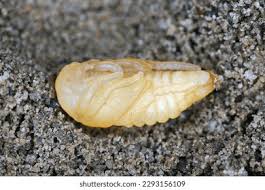 Attēlu rezultāti vaicājumam “Phyllopertha horticola imago”