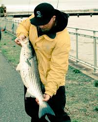 Image result for Morone saxatilis