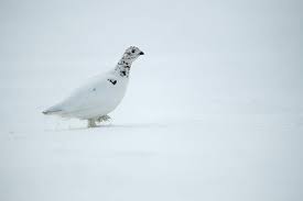Attēlu rezultāti vaicājumam “Lagopus lagopus female”