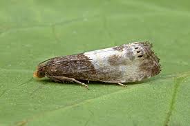 Attēlu rezultāti vaicājumam “Notocelia cynosbatella”