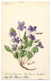 Attēlu rezultāti vaicājumam “Viola canina flower”