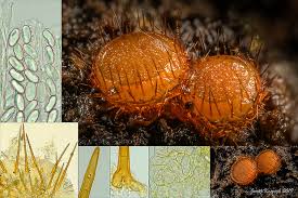 Attēlu rezultāti vaicājumam “Cheilymenia stercorea”