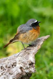 Attēlu rezultāti vaicājumam “Phoenicurus phoenicurus male”