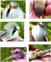 Attēlu rezultāti vaicājumam “Panurus biarmicus female”