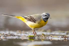 Attēlu rezultāti vaicājumam “Motacilla cinerea”