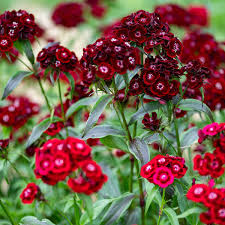 Image result for Dianthus barbatus