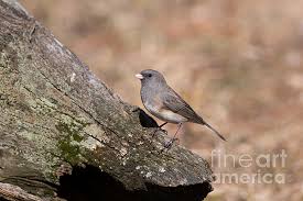 Image result for Junco hyemalis