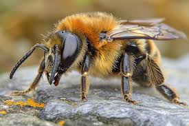 Attēlu rezultāti vaicājumam “Andrena haemorrhoa female”