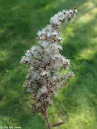 Attēlu rezultāti vaicājumam “Solidago canadensis fruit”