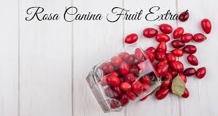 Attēlu rezultāti vaicājumam “Rosa subcanina fruit”