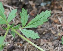Attēlu rezultāti vaicājumam “Potentilla norvegica leaf”