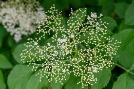 Attēlu rezultāti vaicājumam “Adoxaceae”