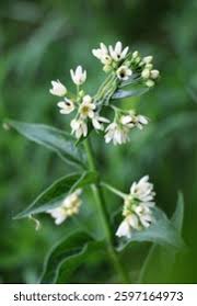 Attēlu rezultāti vaicājumam “Vincetoxicum hirundinaria flower”