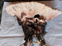 Attēlu rezultāti vaicājumam “Abortiporus biennis”