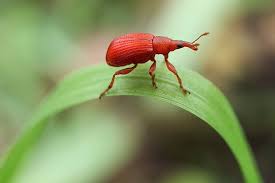 Attēlu rezultāti vaicājumam “Apion sp.”