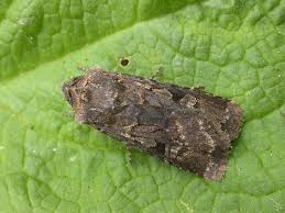 Attēlu rezultāti vaicājumam “Euxoa nigricans”