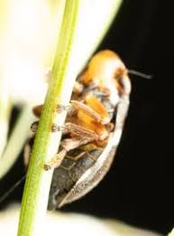 Attēlu rezultāti vaicājumam “Aphrophoridae”