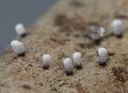 Attēlu rezultāti vaicājumam “Physarum bitectum sessile”