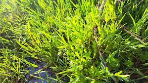 Attēlu rezultāti vaicājumam “Myosotis laxa subsp. baltica”