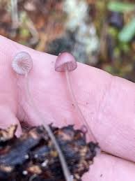 Attēlu rezultāti vaicājumam “Mycena rosella”