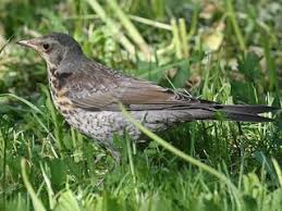 Attēlu rezultāti vaicājumam “Turdus pilaris juvenile”