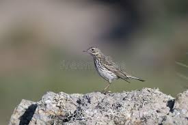Attēlu rezultāti vaicājumam “Anthus petrosus adult”
