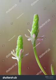 Attēlu rezultāti vaicājumam “Myosurus minimus flower”