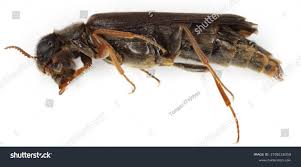 Attēlu rezultāti vaicājumam “Hylecoetus dermestoides”