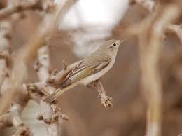 Image result for Phylloscopus orientalis