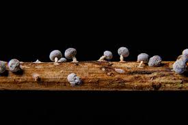 Attēlu rezultāti vaicājumam “Physarum globuliferum young”