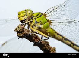 Attēlu rezultāti vaicājumam “Ophiogomphus cecilia”