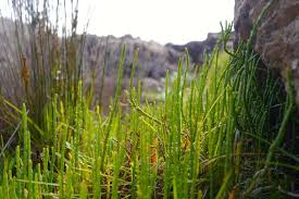 Attēlu rezultāti vaicājumam “Saelania glaucescens sporophyte”