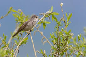 Attēlu rezultāti vaicājumam “Sylvia nisoria adult”