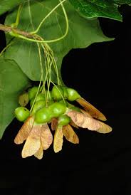 Attēlu rezultāti vaicājumam “Acer saccharinum fruit”