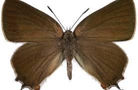 Attēlu rezultāti vaicājumam “Satyrium w-album”