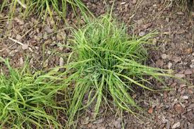 Attēlu rezultāti vaicājumam “Puccinellia distans”