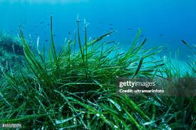 Attēlu rezultāti vaicājumam “Hydrocharitaceae”