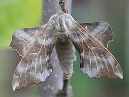 Attēlu rezultāti vaicājumam “Laothoe amurensis”