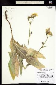 Attēlu rezultāti vaicājumam “Sonchus arvensis subsp. uliginosus bud”