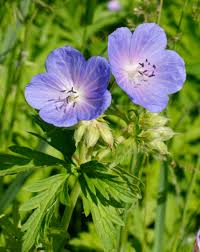 Image result for Geranium pratense