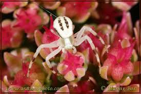Attēlu rezultāti vaicājumam “Misumena vatia”