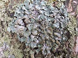 Attēlu rezultāti vaicājumam “Parmelia serrana”