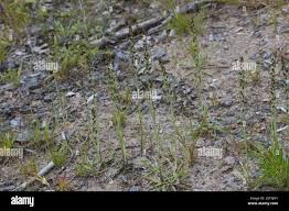 Attēlu rezultāti vaicājumam “Gnaphalium sylvaticum bud”