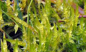 Attēlu rezultāti vaicājumam “Saelania glaucescens sporophyte”