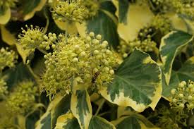 Attēlu rezultāti vaicājumam “Hedera helix  flower”