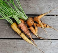 Image result for Möhren