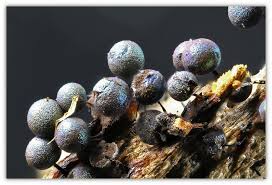 Attēlu rezultāti vaicājumam “Lamproderma arcyrioides macro”