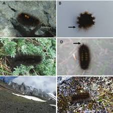 Attēlu rezultāti vaicājumam “Gynaephora selenitica larva”